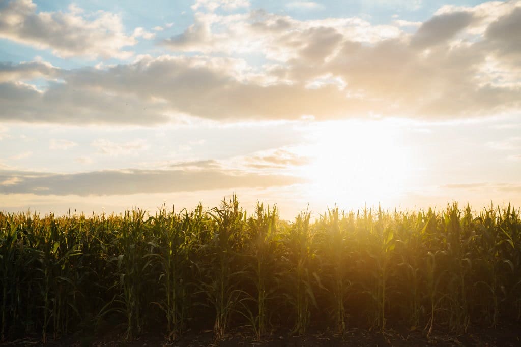 Young corn rows representing soil health and regenerative agriculture